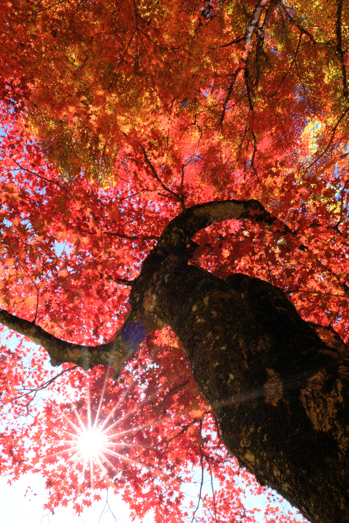 見頃の大井平公園紅葉＃５