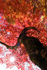 見頃の大井平公園紅葉#5