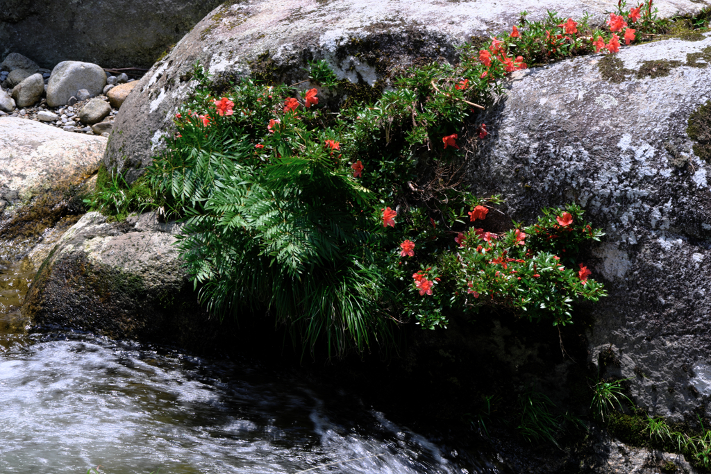 神越渓谷の岩ツツジ＃１０