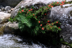 神越渓谷の岩ツツジ＃１０