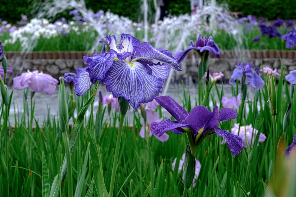 雨が似合う花菖蒲＃４