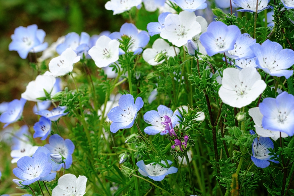 ネモフィラが見頃＃５