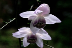 森の妖精・レンゲショウマ#10