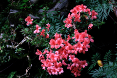 神越渓谷の岩ツツジ＃６