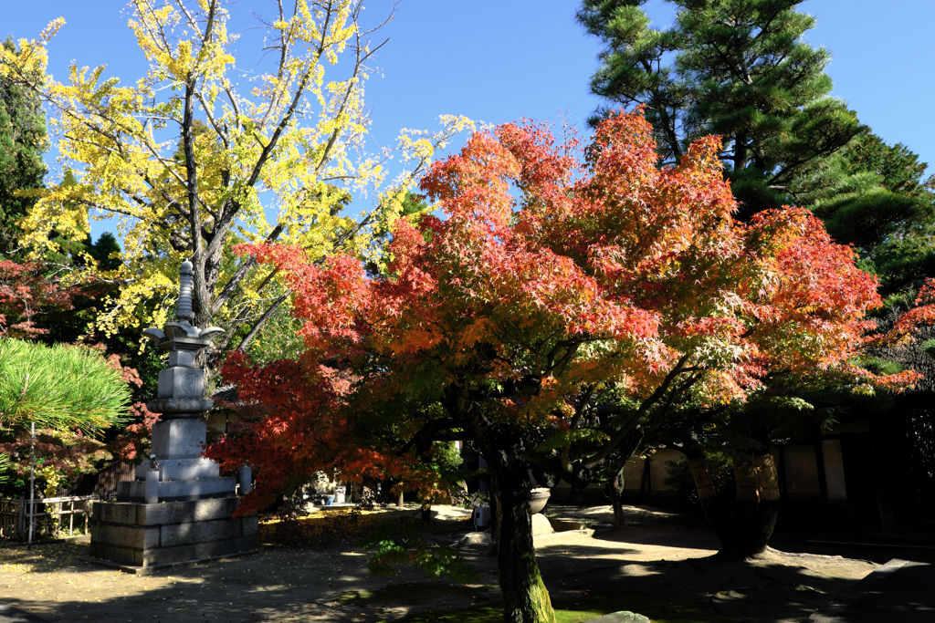 近所のお寺の紅葉ロケハン＃８