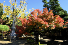 近所のお寺の紅葉ロケハン#8