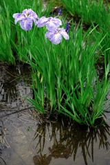 見頃が待ち遠しい花菖蒲#6