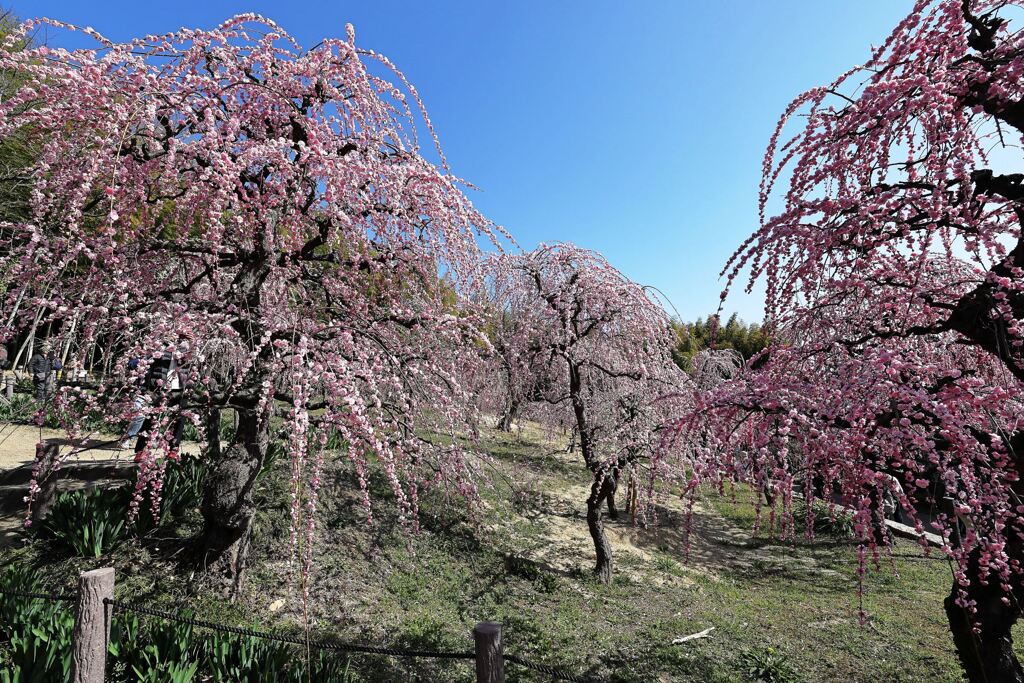 枝垂れ梅が満開＃５