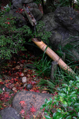 秋深し丈山苑も秋本番#8