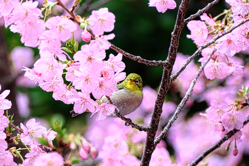 河津桜とメジロちゃん＃７