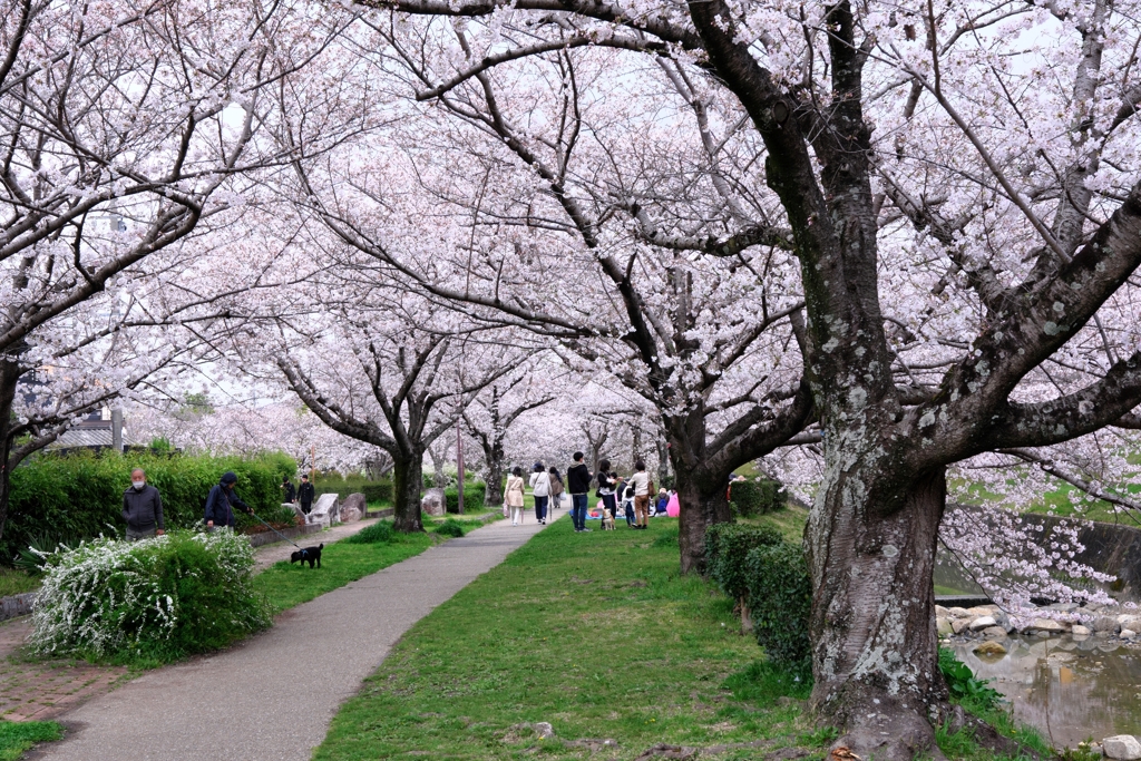 満開の水無瀬川サクラ並木＃２