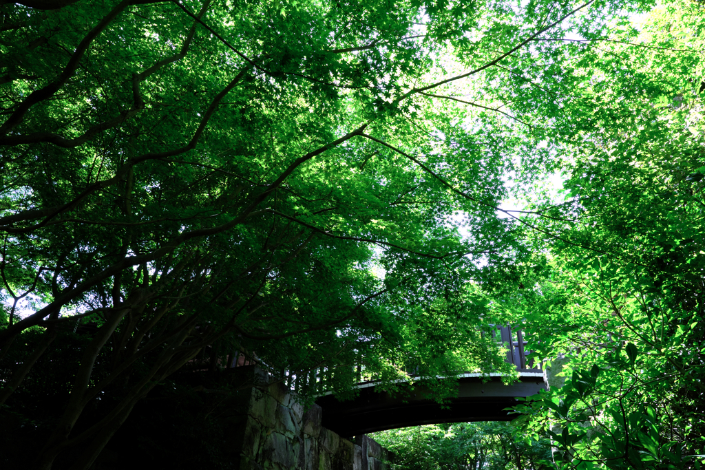 新緑が眩しい丈山苑＃２