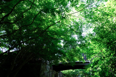 新緑が眩しい丈山苑＃２