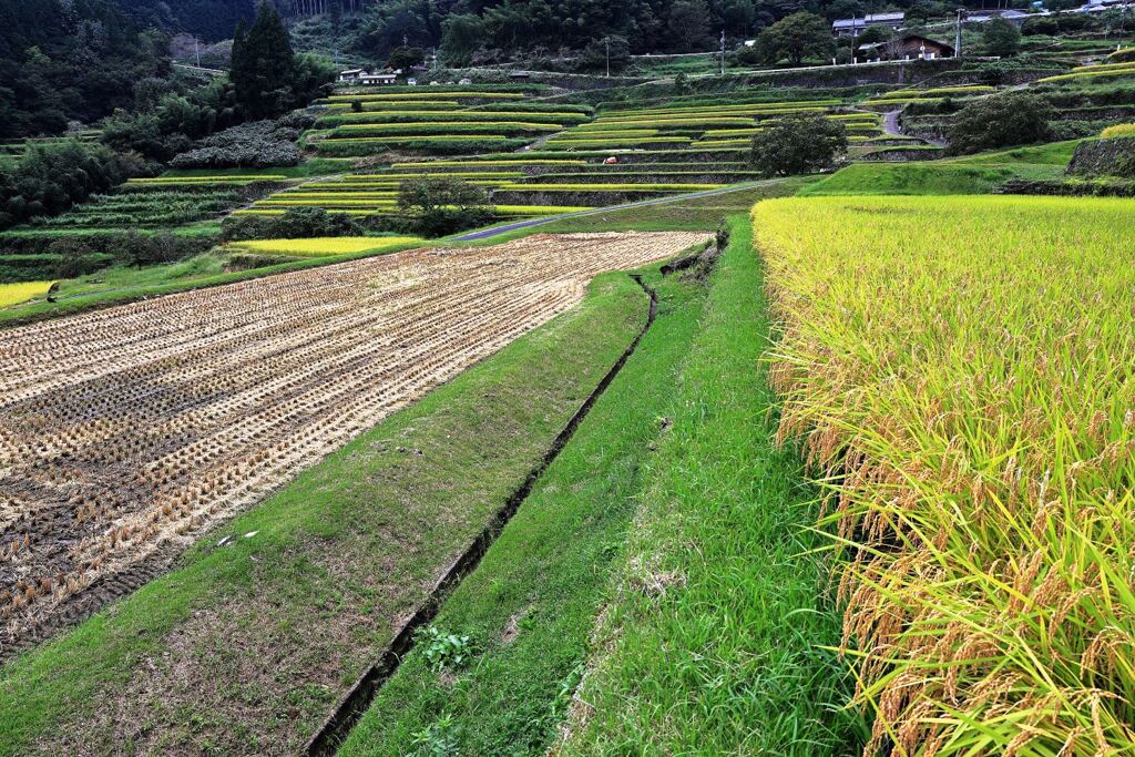 収穫を迎えた恵那市の坂折棚田＃９