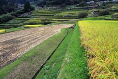 収穫を迎えた恵那市の坂折棚田＃９