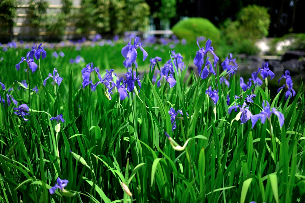 新緑が眩しい丈山苑＃８