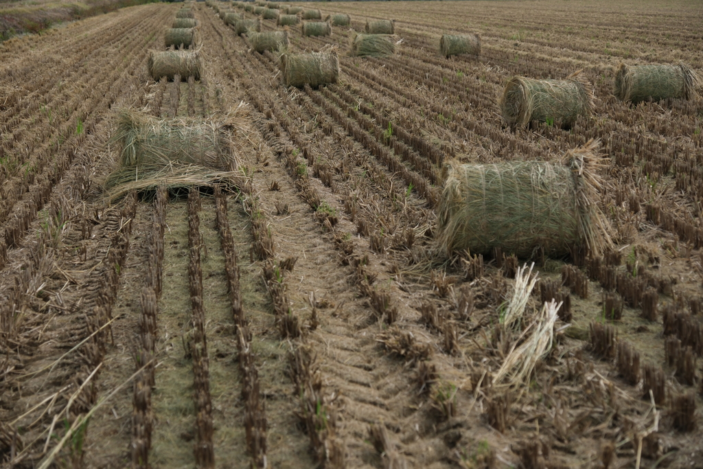 安城市で見掛けたわらロールのある情景＃７