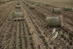 安城市で見掛けたわらロールのある情景＃７