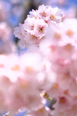 早咲きサクラ満開＃９