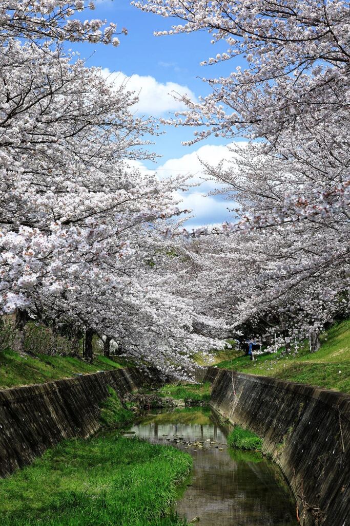 ソメイヨシノが満開のサクラ並木＃５