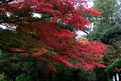 敢えて雨降りの紅葉撮影#9