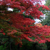 敢えて雨降りの紅葉撮影＃９