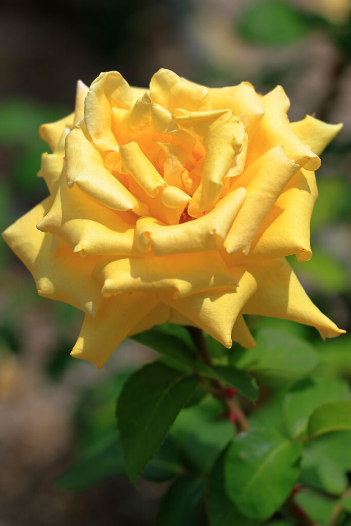 ミササガパークは薔薇が見頃＃８