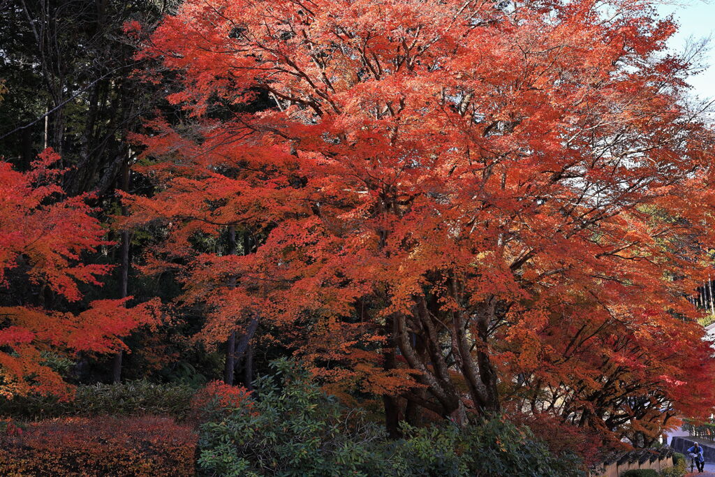 見頃を迎えた松平郷の紅葉＃１０