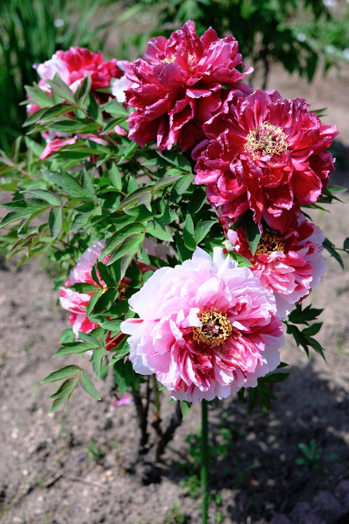 見頃を迎えた花牡丹＃６