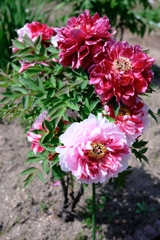 見頃を迎えた花牡丹#6