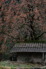 長野県根羽村・黒地の柿木#7