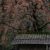 長野県根羽村・黒地の柿木＃７