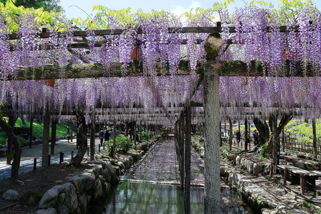 津島市・天王川の藤の花＃６