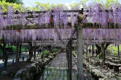 津島市・天王川の藤の花#6