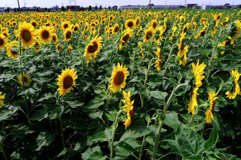 早咲きの向日葵が満開＃１