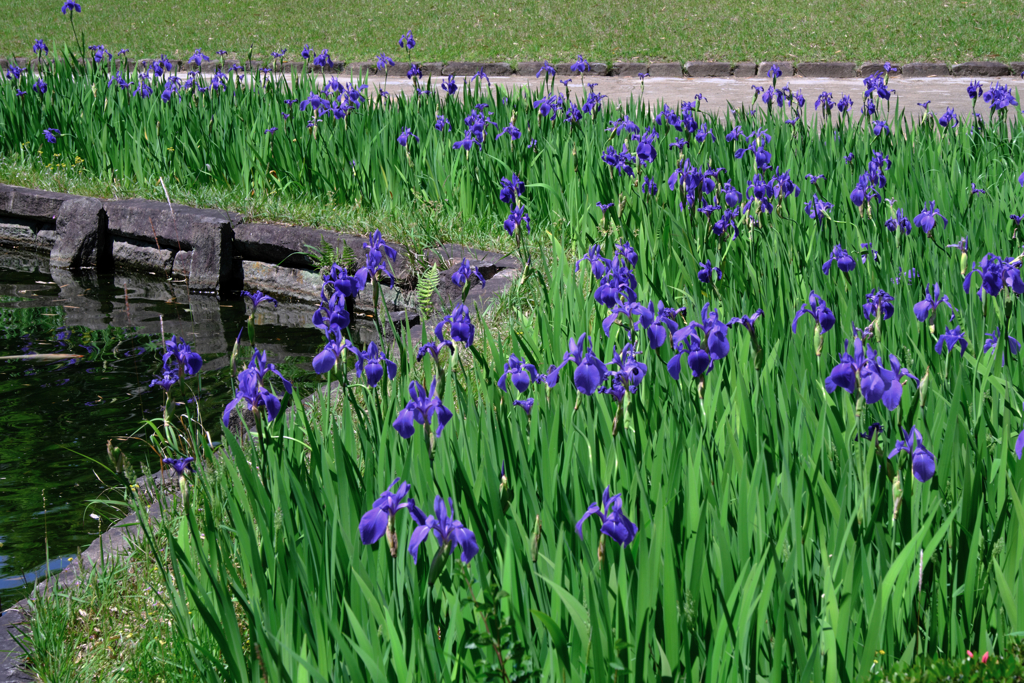 新緑眩しい丈山苑（Part2）＃３