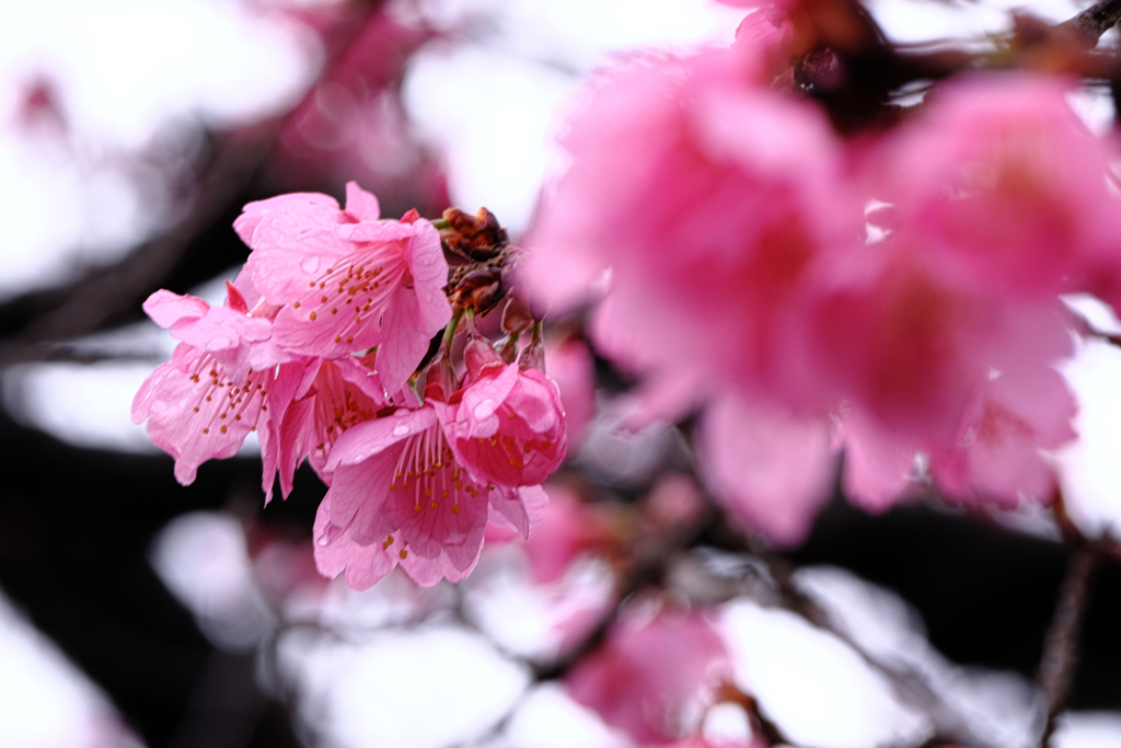 やっと咲き始めた寒緋桜＃５