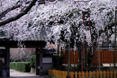 源空院の枝垂れサクラが見頃＃５