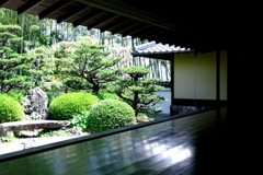 新緑が眩しい丈山苑＃４