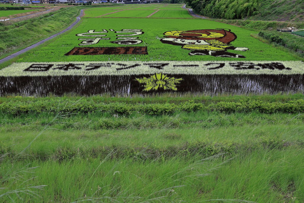 今年も逢いに田んぼアート＃６