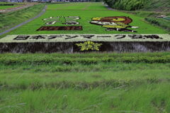 今年も逢いに田んぼアート＃６