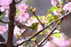 河津桜とメジロちゃん＃１０