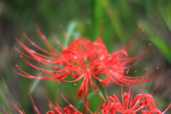 アゲハ蝶と彼岸花＃７