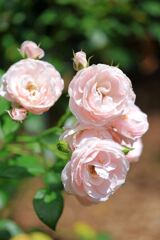 梅雨の晴れ間に出会った花たち＃６