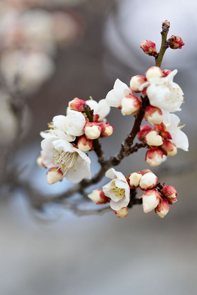 やっと咲き始めた梅の花＃３