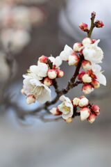 やっと咲き始めた梅の花＃３