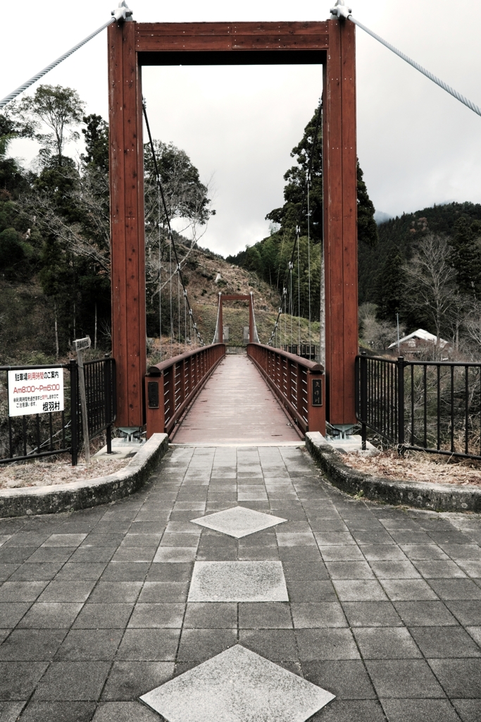 根羽村の『月瀬の大杉』＃１