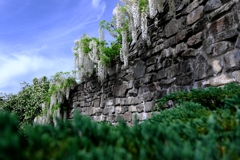 今シーズン見納めの藤の花＃６