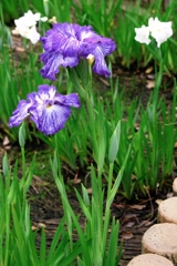 見頃が待ち遠しい花菖蒲#9