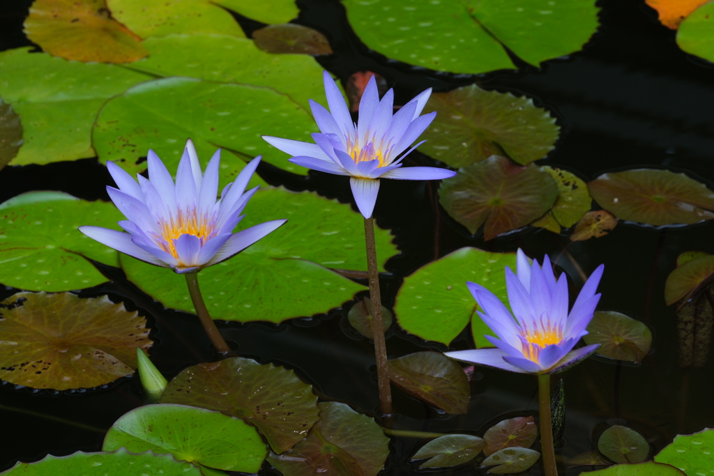 スイレンの花が見頃＃３